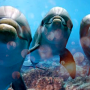 videos201920250509-143719.png