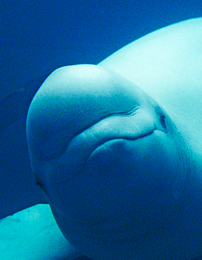 siriob20250511-104757.png siriob20250511-104757.png